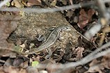 Sagebrush spiny lizard (Sceloporus graciosus), Salt Lake County, Utah, USA (3 July 2009)