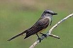 Tropical kingbird Tyrannus melancholicus