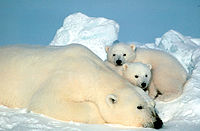 Isbjørn (Ursus maritimus)