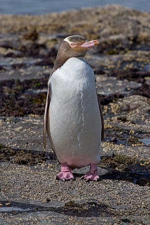 Flavokula pingveno