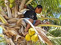 Tanaman kelapa di Pulau Selayar bagian ujung selatan (Appatanah)