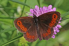 Skovbjergrandøje Erebia ligea