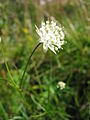 Astrantia minor (umbel·la)