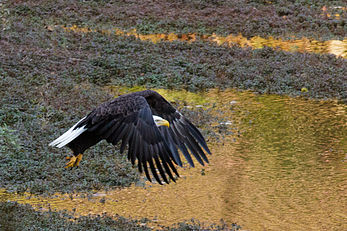 A bald eagle in flight at the Mountain Lakes Preserve