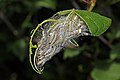 Image 7 Bird-cherry ermine Photograph credit: Charles J. Sharp The bird-cherry ermine (Yponomeuta evonymella) is a species of moth in the family Yponomeutidae, native to Europe and parts of Asia. The caterpillars are gregarious and feed on the leaves of the bird cherry tree, forming silken webbing for their own protection. They create further webbing on the trunk and near the base of the tree, which hides them as they pupate. This photograph shows one of many bird-cherry ermine caterpillar nests on a tree in Lahemaa National Park, Estonia. In some years, they are so numerous that they can completely strip a tree of its foliage. More selected pictures