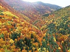 El bosc de La Pardina del Señor a la tardor, entre Fanlo i Sarvisé.