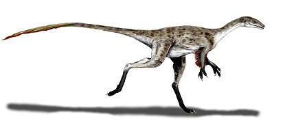 Coelurus