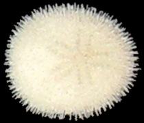 Echinocyamus pusillus.