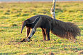 Giant anteater, Los Llanos Region