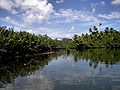 Uferlandschaft am Indian River