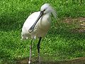 Kanalasgém (Platalea leucorodia)