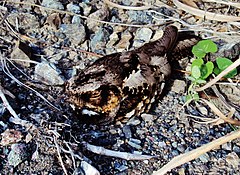 Description de l'image Philippine nightjar (caprimulgus manillensis).JPG.