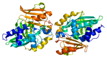 Protein NAT2 PDB 2pfr.png