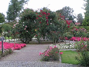 In het rosarium van Seppenrade