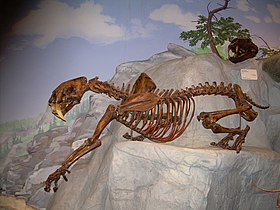 Réplica do esqueleto de um Panthera fossilis