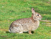 Brown rabbit