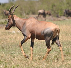 Nyamera wa kawaida (Damaliscus korrigum jimela)