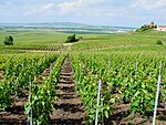 Le vignoble de Champagne à Verzenay.