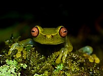 Aplastodiscus arildae, Caparao National Park, Brazil Photo by Predložak:U