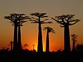 Adansonia grandidieri alėja Morondavoje per saulėlydį (Madagaskaras)