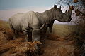 NHMB: northern white rhinoceros, left, with artificial horn, collected by Vivienne de Watteville in north-west Uganda, December 1924; southern white rhino, right, with artificial horn