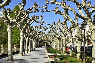 Platanenallee in Burgos, Kastilien und León