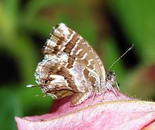 Butterfly August 2007-2.jpg