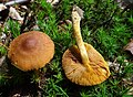 !!Cortinarius cinnamomeoluteus!!