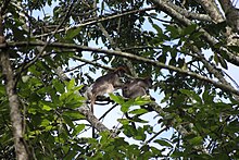 A Ugandan red colobus grooming the back of another Ugandan red colobus