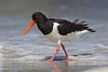 Csigaforgató (Haematopus ostralegus)