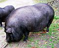 Hängebauchschwein