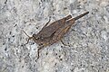 Paratettix cucullatus ?