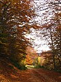 Mountain Medvednik in autumn