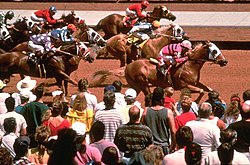 Horse racing at Ruidoso Downs
