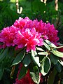 rhododendron.