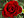 Berkas: Small Red Rose.JPG (row: 4 column: 18 )