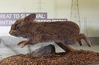 Romerolagus diazi Vulkan adadovşanı (Taxidermy specimen)