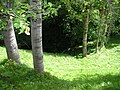 Image 5A forest near Vinitsa, North Macedonia (from Forest)