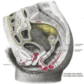 Bir dişi gövdenin alt kısmının sagital bölümü, sağ segment.