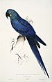 Vogel volgens Edward Lear