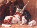 King-Charles-Spaniels