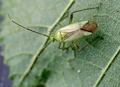 Description de l'image Calocoris_sp01.jpg.