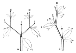 Fig. 1.—Diagrams illustrating branch development in Solanaceae, in A. Datura Stramonium, B. Atropa Belladonna.