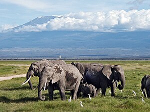 Vido al Kilimanĝaro el Nacia Parko Amboseli. Elefantoj kunvivas simbioze kun bovardeoj. Kiam tiu birdospecio migros al Eŭropo kaj aliaj industriigitaj areoj, traktoroj plenumos similan funkcion kiel elefantoj.