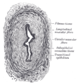 Ureter (Querschnitt)