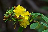 Flower and buds close-up