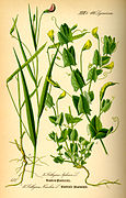 Lathyrus nissolia.