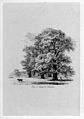 Jacob George Strutt, Elms at Mongewell, Oxfordshire [1830] (Ulmus [minor] var. procera)