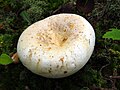 Lactarius glaucescens, sin. pergamenus