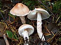 !!!Lepiota subincarnata!!!